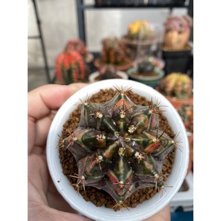 cactus gymnocalycium seeding ยิมโนด่าง ไม้เมล็ด