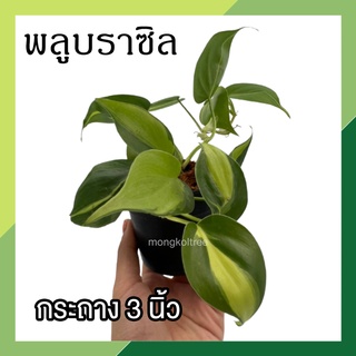 พลูบราซิล กระถาง 3 นิ้ว พลูหัวใจด่าง Philodendron Brasil ต้นไม้ตระกูลพลู ต้นไม้ฟอกอากาศ ต้นไม้ในร่ม ไม้ประดับตกแต่ง