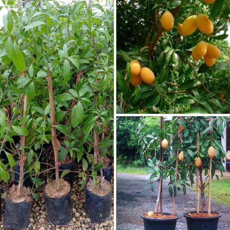 ต้นมะยงชิด พันธุ์ทูลเกล้า ของดีนครนายก ผลใหญ่เท่าไข่เป็ด จัดส่งพร้อมถุง 8 นิ้ว ลำต้นสูง 70-80 ซม