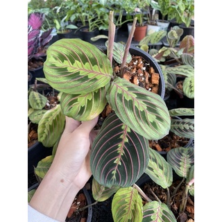 คล้ามารันต้า คล้ามารันต้าเรด คล้ามาลันต้าเรด Red Prayer Plant Maranta leuconeura var. erythroneura กระถาง 6 นิ้ว