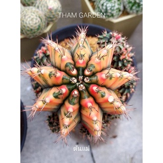 ยิมโนด่าง Gymnocalycium Carneline