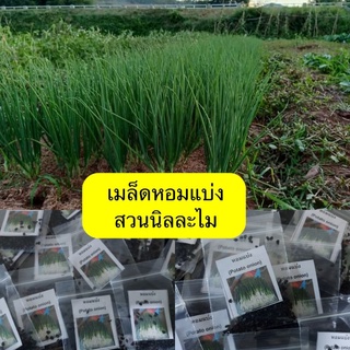 พันธุ์หอมแบ่ง(เมล็ดพันธุ์)ประมาณ100เมล็ด