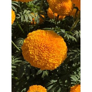 เมล็ดพันธุ์ดาวเรือง (marigold) หลากหลายสายพันธุ์