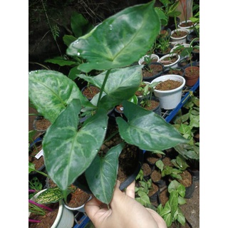 Syngonium T24 ไม้สะสมอีกตัวที่ควรมี