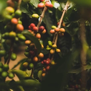 🔥 กาแฟพม่า (รัฐฉาน) Myanmar Shan - Natural Process อาราบิก้า 100% Simply Coffee Roasters