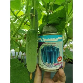 ซีน่อน 08 ใหม่ แตงกวาลูกผสม แตงกวา ตราดาวทอง ลอตใหม่ล่าสุด