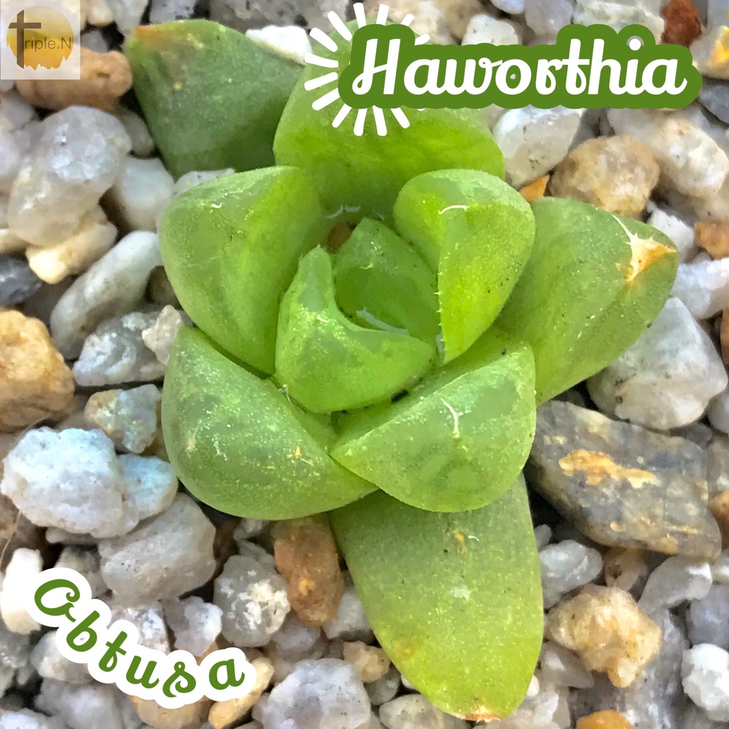 [ฮาโวเทียออฟตูซ่า] Haworthia Obtusa ส่งพร้อมกระถาง แคคตัส Cactus Succulent Haworthia กุหลาบหิน ไม้อวบน้ำ พืชอวบน้ำ