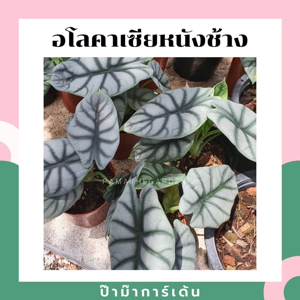 อโลคาเซีย หนังช้าง ซิลเวอร์ดราก้อน alocasia silver dragon & Alocasia Nebula มาในกระถางพร้อมตั้ง