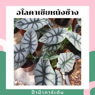 อโลคาเซีย หนังช้าง ซิลเวอร์ดราก้อน alocasia silver dragon &amp; Alocasia Nebula มาในกระถางพร้อมตั้ง