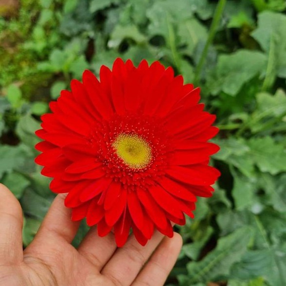 เยอบีร่า Gerbera Daisyแดง ไม้ประดับดูดสารพิษ เยอบีร่าส่งพร้อมติดดอกคะ