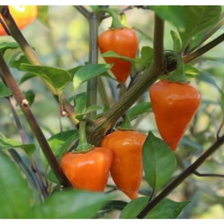 เมล็ดพันธุ์ พริกโคมไฟสีส้ม Orange Lantern Chilli Pepper บรรจุ 20 เมล็ด ของแท้ คุณภาพดี ราคาถูก นำเข้าจากต่างประเทศ