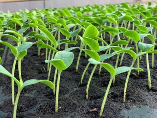 พีทมอส วัสดุสำหรับเพาะต้นกล้า/เพาะเมล็ด Peat Moss คุณภาพสูง 1.3kg (5ลิตร) - รูปที่ 2