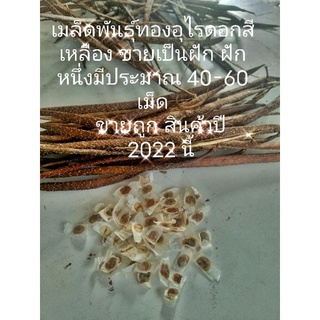 ทองอุไร20ฝักสีเหลืองสดเมล็ดพันธุ์ปี2022หนึ่งฝักมี40-60เม็ดพันธุ์ถูกจริงปลูกง่ายโตไวทนแล้งออกดอกตลอดปีไม้ประดับ