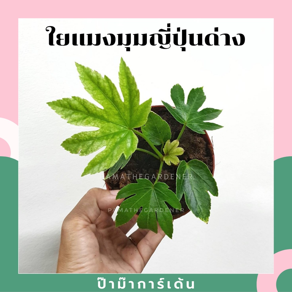 ใยแมงมุมญี่ปุ่นด่าง Fatsia japonica spiders web variegated japanese aralia มาในกระถางพร้อมตั้ง
