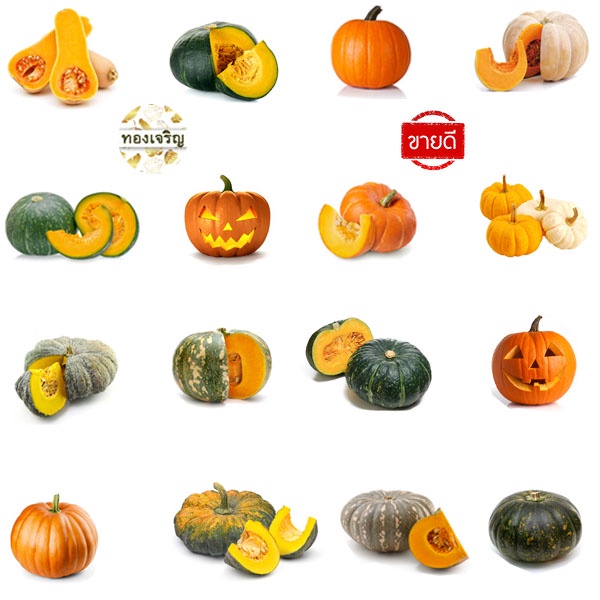 ฟักทอง📌10แถม1!!🎯ถูกที่สุด 10 บ.🎯เมล็ดพันธุ์ฟักทอง2-10เมล็ด👉พันธุ์แท้☘️ผลดก🎋รสชาติดี 📌โตไว