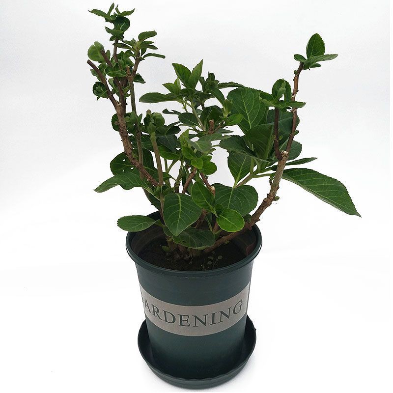 เปร ยบเท ยบf 春夏季绣球花苗无尽夏盆栽绿植八仙花庭院阳台美观花卉带花苞包邮 Thai Garnish