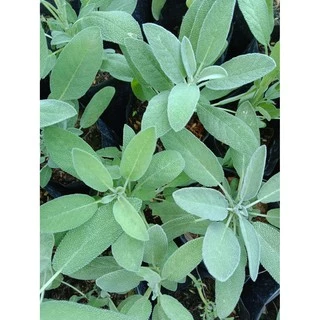 ต้นพันธ์ุเสจ (Sage) สมุนไพรฝรั่ง(ส่งพร้อมกระถาง5นิ้ว)