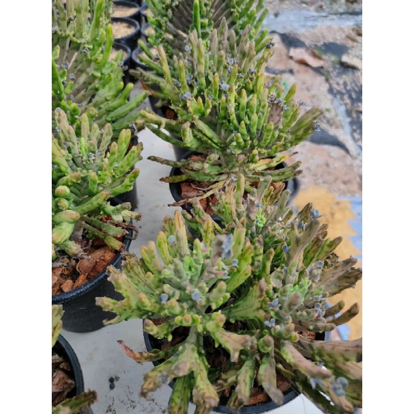 เศรษฐีล้านล้าน Kalanchoe tubiflora cristata ราคา ถูกที่สุด ดีลบีเคเค แกลเลอรีภาพที่ 3