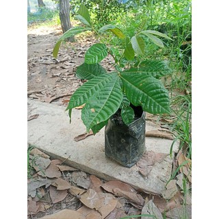 ลําไยคริสตัลสีแดง(ความสูง15ถึง 30เซน) ลูกสีแดงเท่าไข่เป็ด