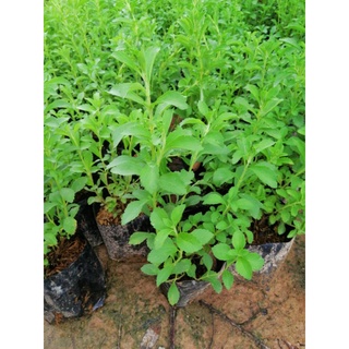 🌱🌱ต้นหญ้าหวาน พร้อมปลูก