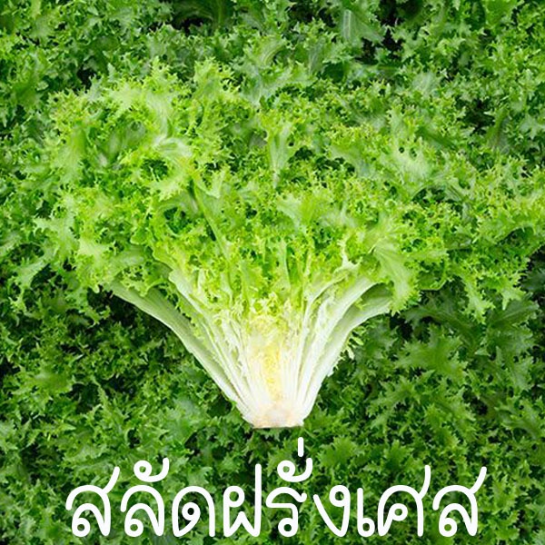 ผักสลัดฝรั่งเศส ถูกที่สุด10บ. เมล็ดพันธุ์ผักสลัดฝรั่งเศส50 เมล็ด เมล็ดพันธุ์แท้ นำเข้าจากต่างประเทศ ปลูกง่าย รสชาติดี