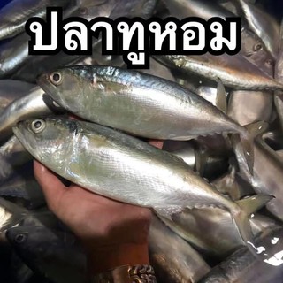 ปลาทูหอม ปลาทูสด ปลาทู