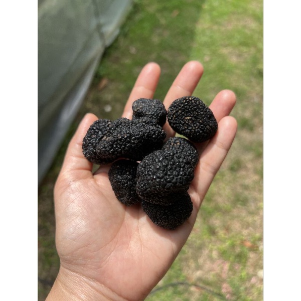 Black Truffle (Fresh) เห็ดทรัฟเฟิลสด 💯Price Update 26/1/2023‼️ Shopee