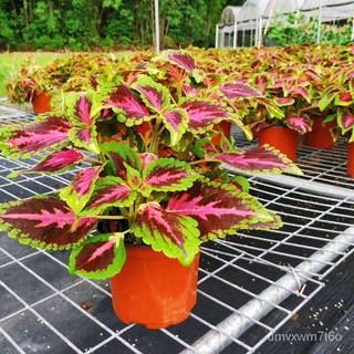 เมล็ดพันธุ์ บอนสี Mixed Color Coleus Seeds (Perilla Blumei) flower seeds บรรจุ 150 เมล็ด เมล็ดพันธุ์แท้ ต้นไม้มงคล ต้นไม