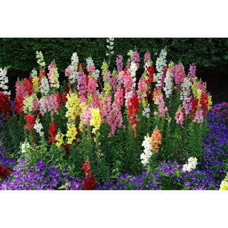 เมล็ด ดอกสแนปดราก้อน คละสี - Mixed Snapdragon Flower