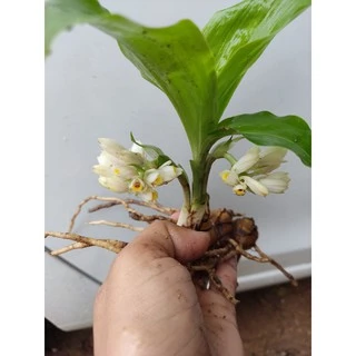 ว่านจูงนาง ว่านเสน่ห์มหานิยม🌱หัวละ5฿5฿5฿🎉