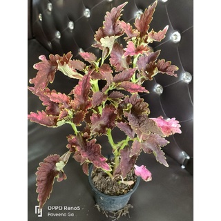 ฤาษีผสม ไม้นอก (Coleus Plum Parfait)