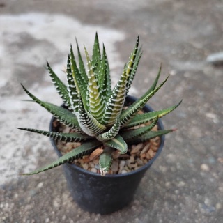 ม้าลายด่าง  ฮาโวเทีย Haworthia attenuata แคคตัส กระบองเพชร🌵