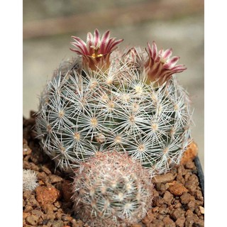 mammillaria gasseriana SB2001 10เมล็ด 49.-