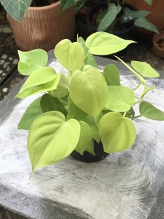 พลูบราซิลทอง ( Philodendron Brasil )