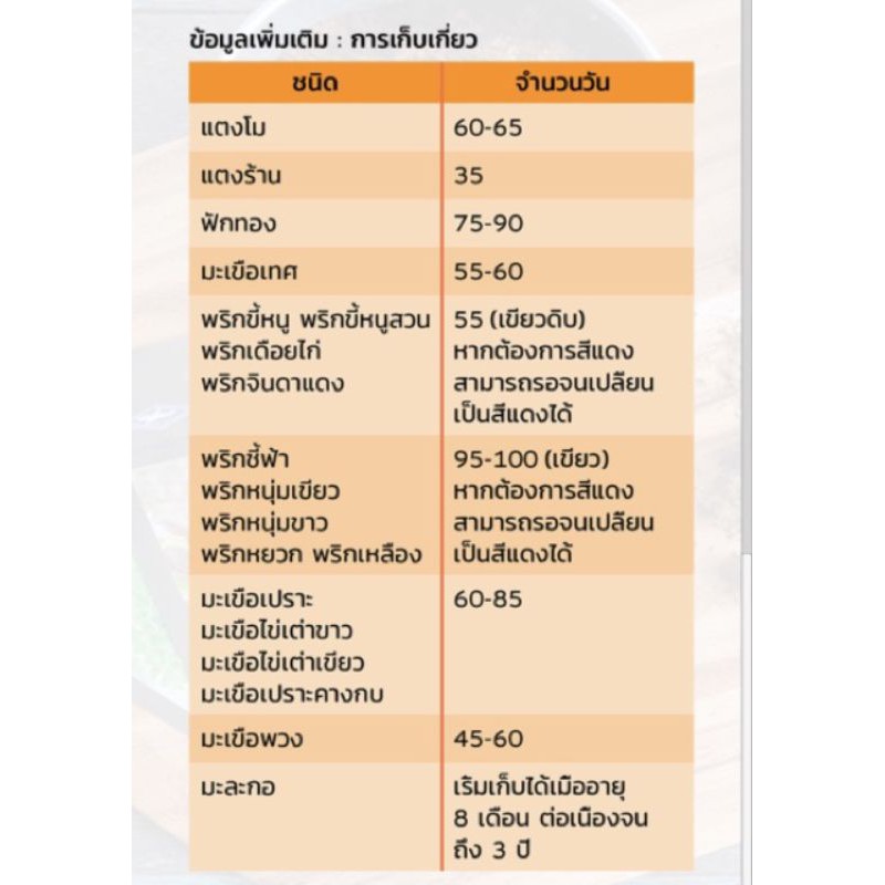 มะเขือเปราะคางกบ ปลุกง่าย โตไว( 10 ซอง แถม 1 ซองคละได้) - รูปที่ 4
