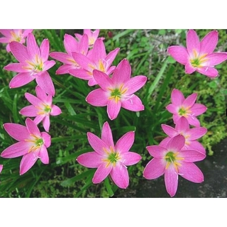 บัวดิน สีชมพู (Zephyranthes grandiflora) 20 หัว/ชุด ชื่ออื่นๆ ว่านขุนแผนสะกดทัพ, บัวจีน, บัวฝรั่ง, บัวสวรรค์ หน่อ หัวใหญ