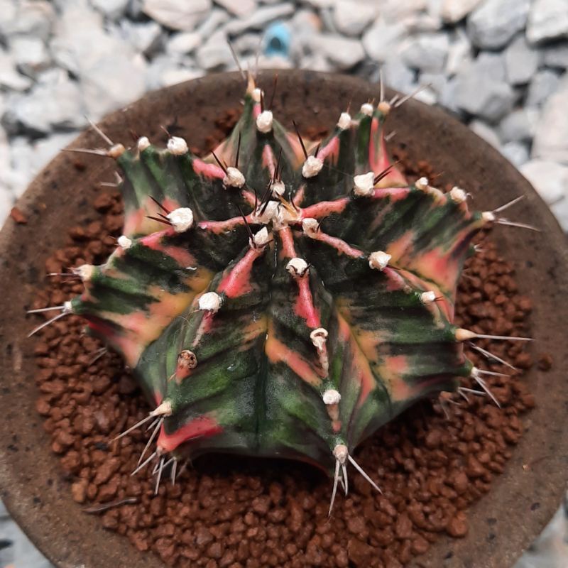 Gymnocalysium ยิมโนด่างไม้เมล็ด cactus ไม้สะสม ด่างร่อง เดินสัน