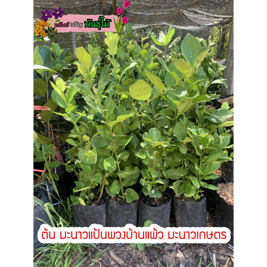 อัลบั้ม 104+ ภาพพื้นหลัง พวงมะนาว คมชัด