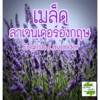 เมล็ดดอกลาเวนเดอร์  30 เมล็ด  Lavender  ดอกไม้หอม   เมล็ดนำเข้าแท้