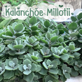 ไม้อวบน้ำ kalanchoe millotii แคคตัส cactus ต้นไม้ ไม้ประดับ ตกแต่งสวน succulent