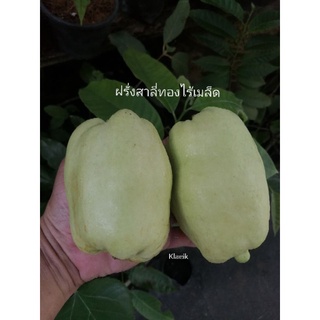 ต้นฝรั่งสาลี่ทอง​ไร้​เมล็ด​ หวาน กรอบ