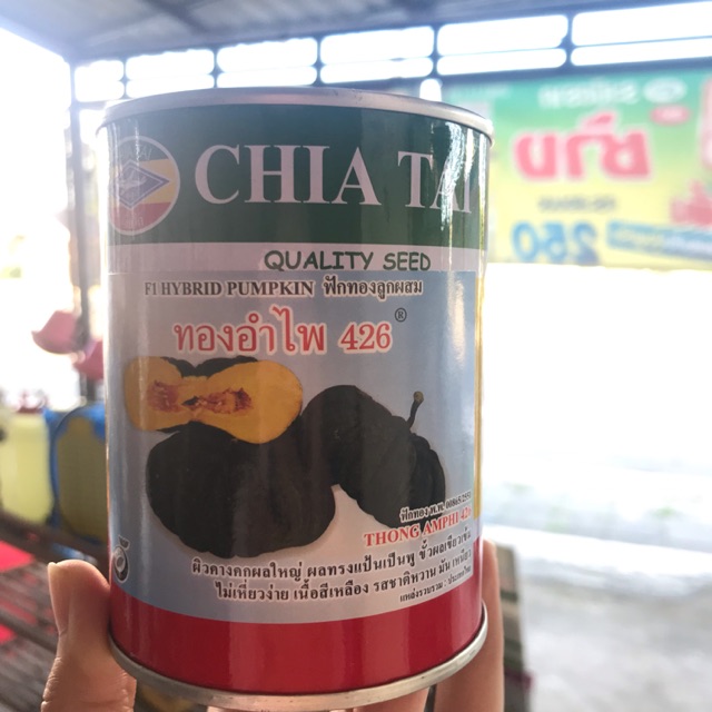 เมล็ดฟักทองลุกผสม ทองอำไพ 426