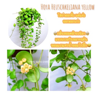 Hoya Heuschkeliana โฮย่าลูกเต๋าเหลือง กลิ่นหอมวนิลา