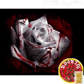 3x Packs Rare White Blood Flower Rose Seeds- LOCAL READY STOCKSดอกไม้/แอปเปิ้ล/ทานตะวัน/สร้อยข้อมือ/กุหลาบ/ขึ้นฉ่าย/หมวก