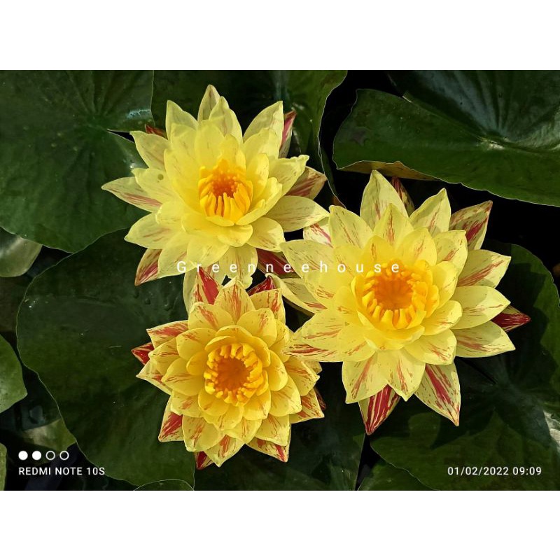 บัวฝรั่งด่างชื่อปารณีย์ Waterlily ดอกด่างสีเหลืองเสปย์ลายสีแดงสวยมากมาแล้วจ้า (ร้านมีโค๊ทส่งฟรี+แลกเหรียญ)