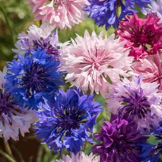 300 เมล็ด คอร์นฟลาวเวอร์คละสี - Mixed Cornflower (ดอกไม้กินได้)