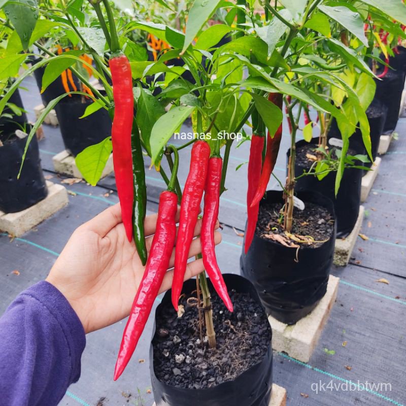 25pcs Benih Cili Besar Kulai Hybrid Chilli Seeds Ujnu Shopee Thailand