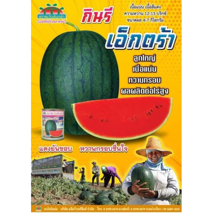แตงโมกินรี188, 101, C-28, C-29, เอ็กตร้า 40 ก. เมล็ดพันธุ์ตราตะวันต้นกล้า  เแตงโม ลูกใหญ่ ราคา ถูกที่สุด ดีลบีเคเค แกลเลอรีภาพที่ 2