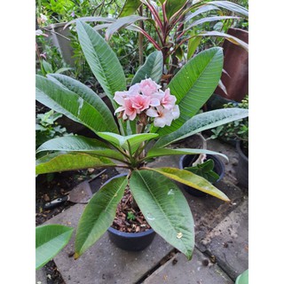 ลีลาวดี รุ่งศิริโชค ลีลาวดีแคระ APOCYNACEAE เป็นไม้ต้นเตี้ย สูงประมาณ 1.5 เมตรรุ่งศิริ-โชค" มีใบดกเป็นพุ่มงดงามน่าชมยิ่ง