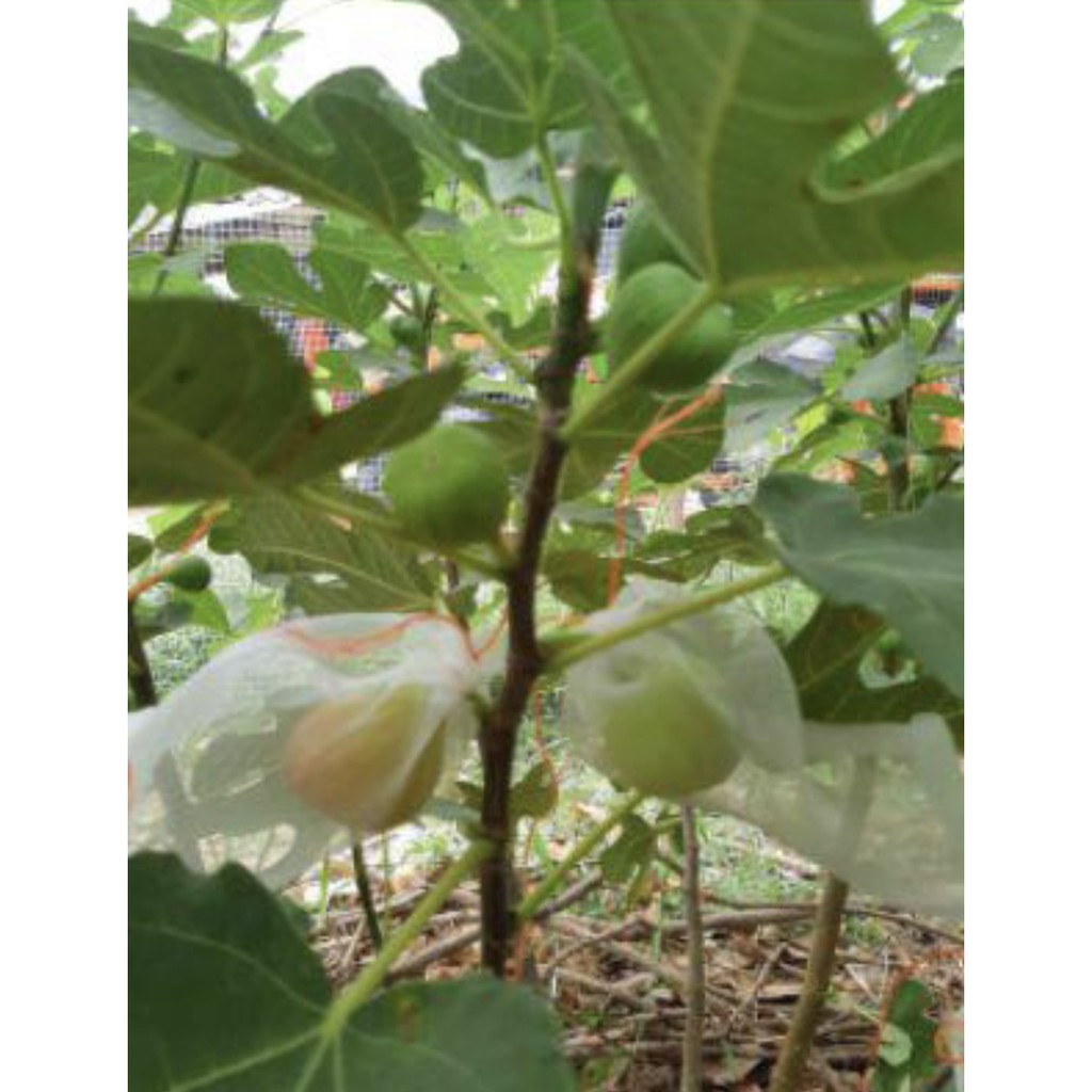 รวมกัน 96+ ภาพ ใบมะเดื่อไทย ความละเอียด 2k, 4k